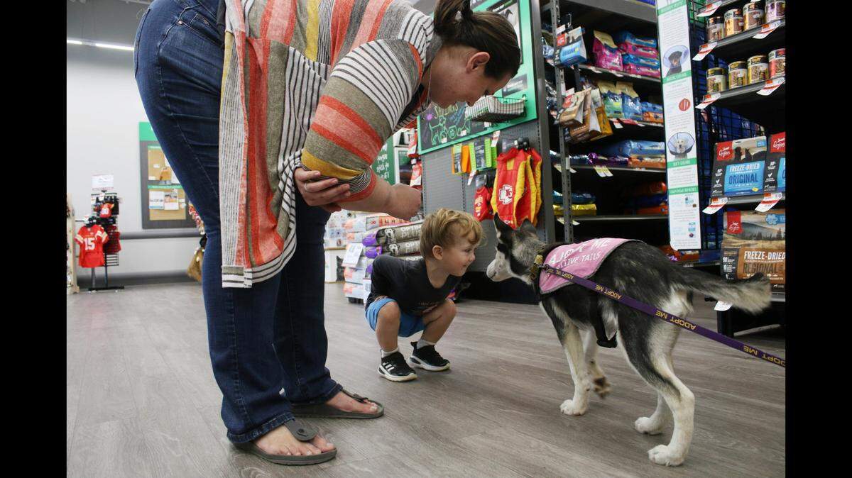 Overland Park residents Annie Shipman and Bob Shipman, 2, greet Birra, a husky up for adoption at a Pawsitive Tails event at Pet Supplies Plus in Leawood.