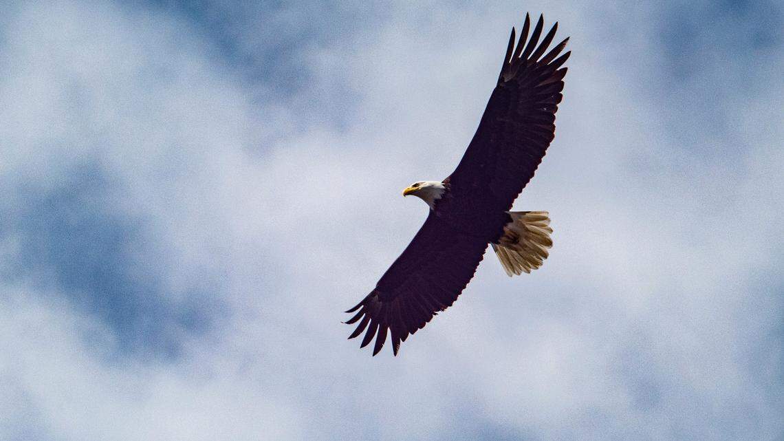 The second man in a pair accused of killing a bald eagle (not the one pictured) in Nebraska was sentenced, officials said.