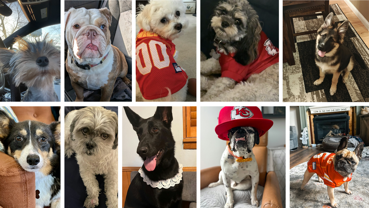 These guys and gals are the 10 finalists for the Star’s 2025 cutest dog in KC contest.