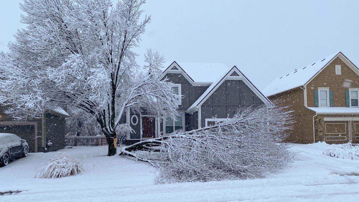 The weight of the snow was too much to bear for this tree near 135th Street and Switzer Road in Overland Park. Jan. 9, 2023.