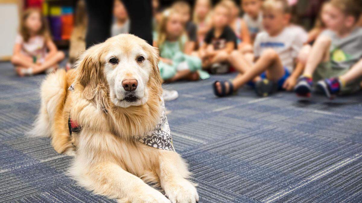 Dakota, a golden retriever assigned to Hawthorn Hill Elementary in Lee’s Summit, helps students deal with emotions, serves as a positive role model for behavior and teaches children how to be safe around dogs