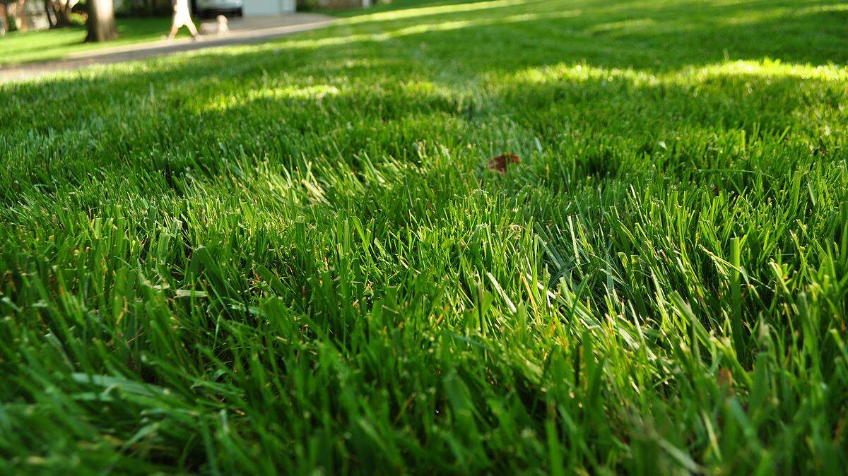 Fescue and bluegrass are sure-fire winners in the KC area.