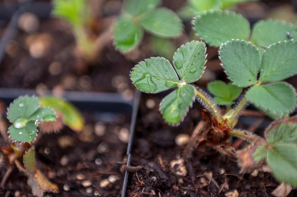 Native strawberries called Fragaria virginiana start to sprout in a container at the Treehouse Urban Farm greenhouse in Kansas City.