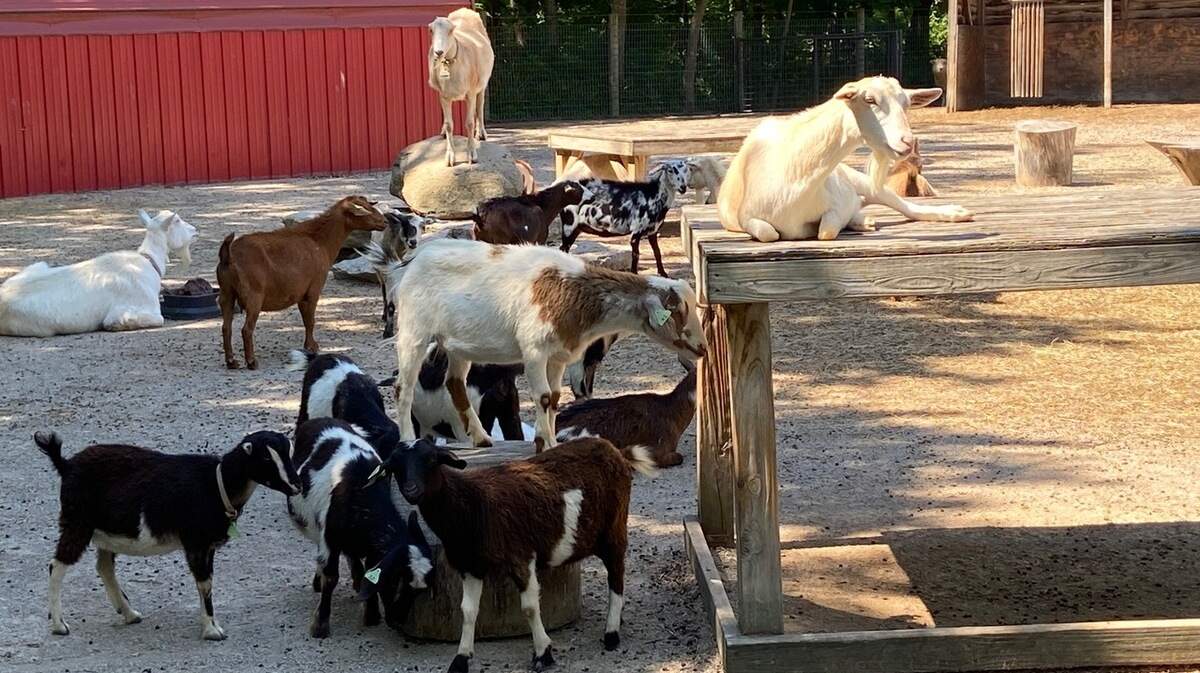 The gang’s all there and ready to delight children at the Deanna Rose Children’s Farmstead, due to open July 1 after being closed because of pandemic.