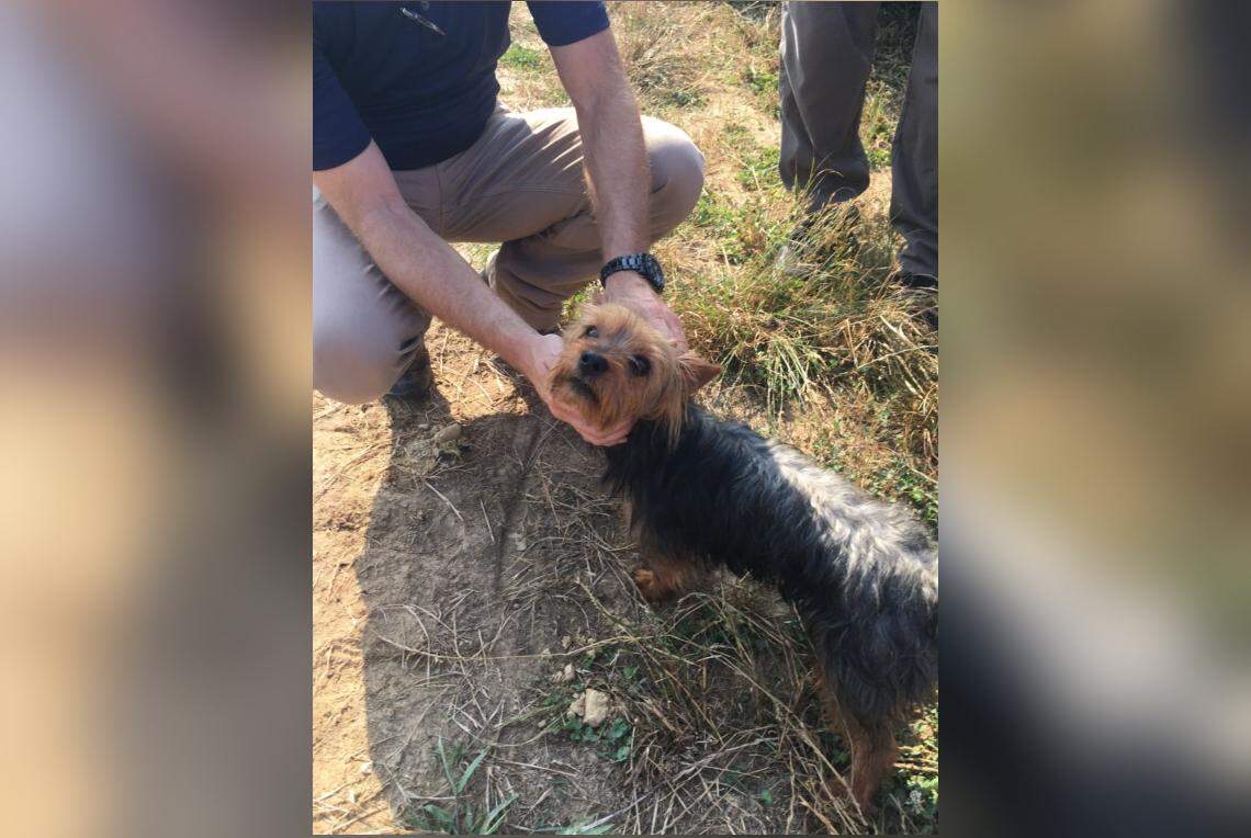 Missouri troopers said a small dog — a Yorkshire terrier by the name of "Fat Heath" — had stayed by a 3-year-old girl who went missing in a cornfield near Qulin on Thursday, June 14, 2018.