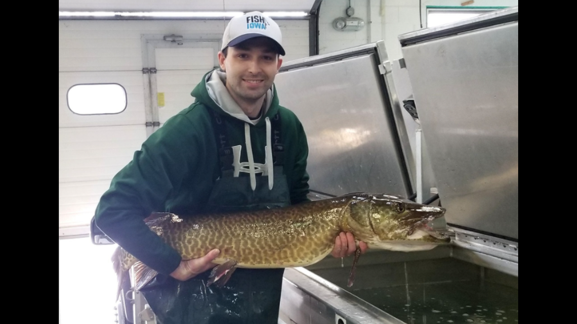 Josh Goff with the Iowa Department of Natural Resources holds the crafty female muskie that managed to dodge getting caught 1,996 times, according to fisheries officials in Iowa.
