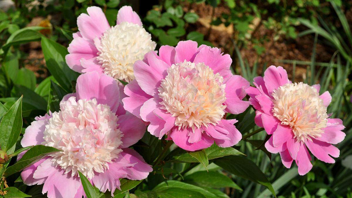 Peonies divide nicely in the fall.
