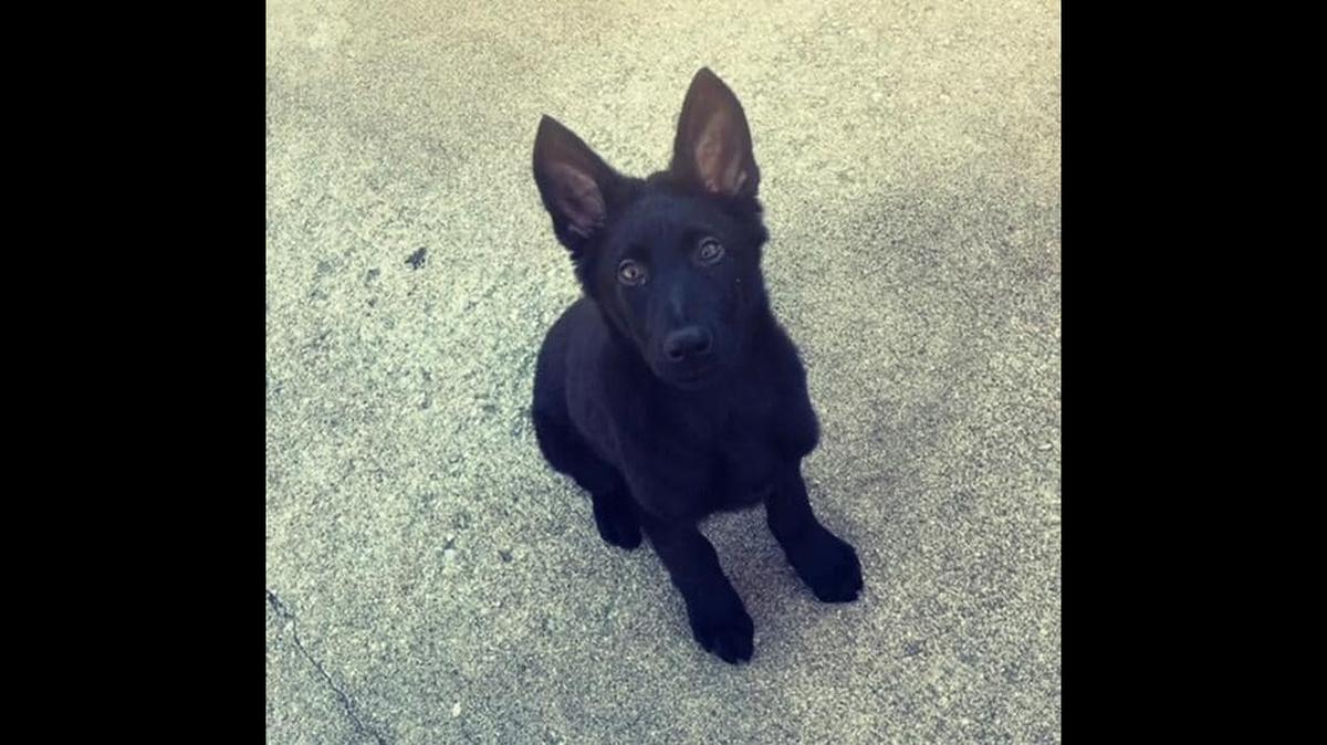 Ranger, a 3-month-old German Shepard, was found decapitated in December in the backyard of a Parson police officer.