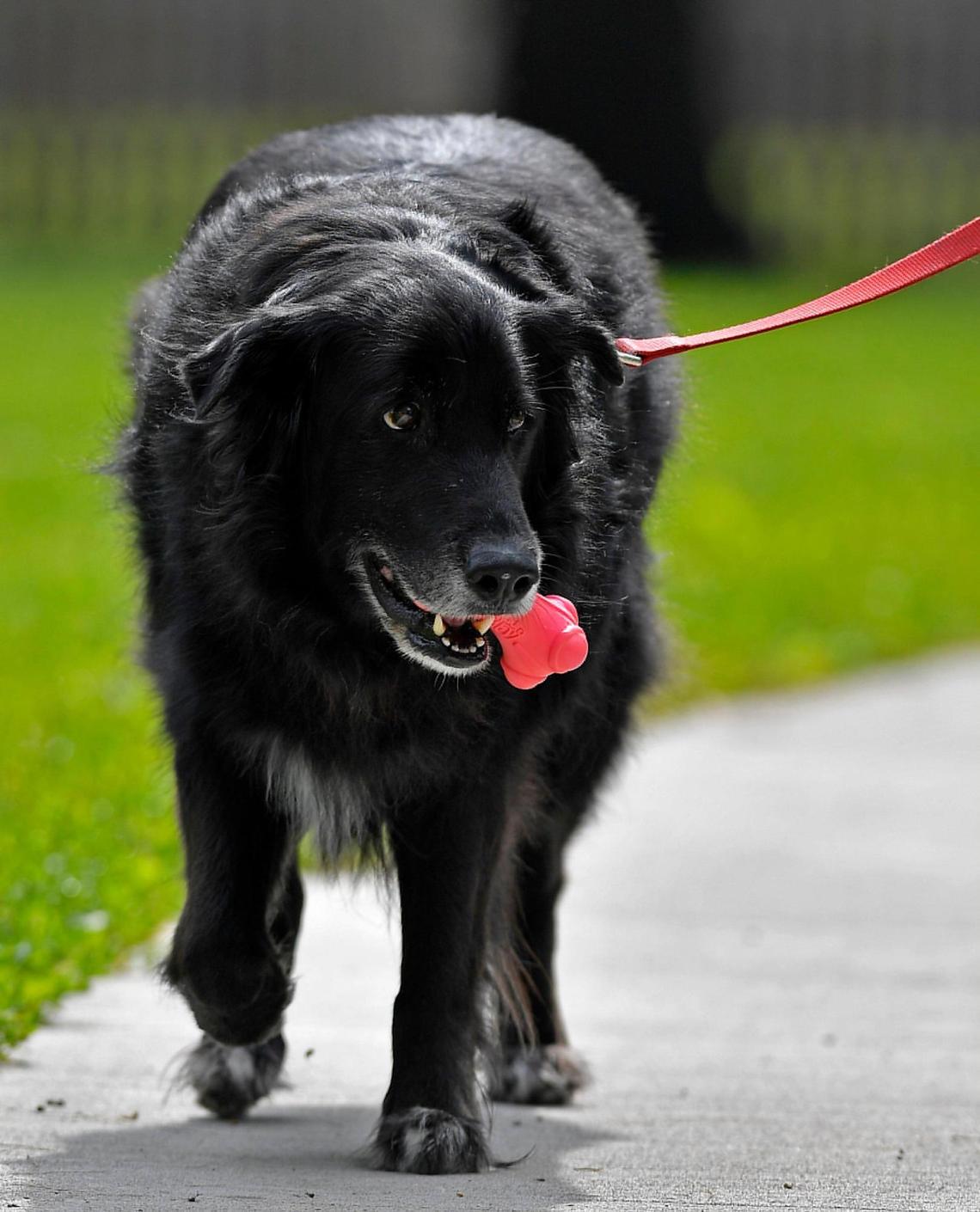 Ceasar carries his favorite toy while he and owner Suzette Hudspeth head to a nearby park where they regularly go for walks.