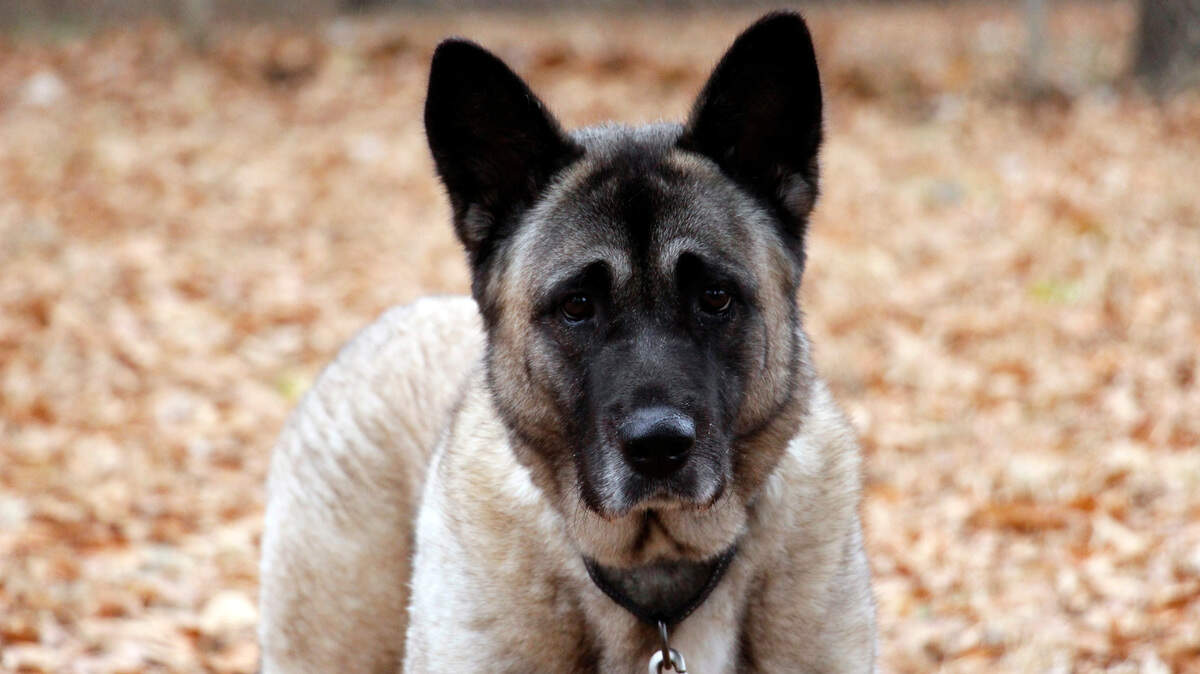 Kasha