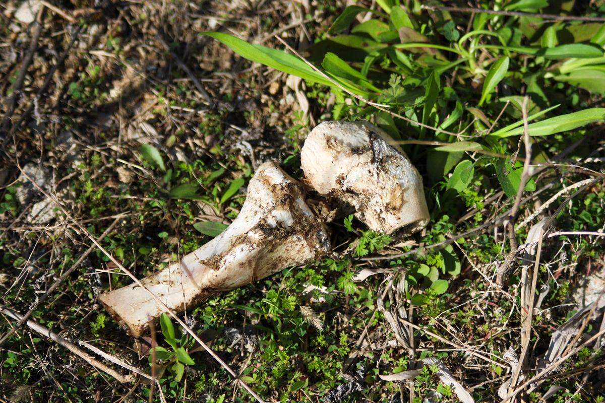 A bone was found near Troost Avenue and 81st Street by a group looking for a missing person April 13, 2024. Police found a decomposing body nearby and a death investigation is ongoing.