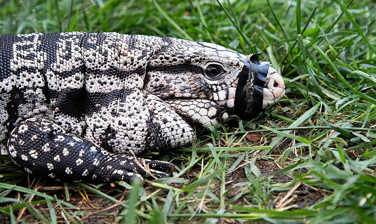 A Tegu, a South American Lizard, was on display at Mistah Igzatik petting zoo during First Friday at the 18th and Vine Historic District, May 2, 2025.