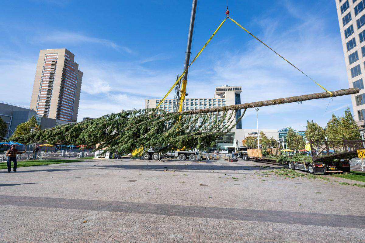 A massive crane is used to lift the Mayor’s Christmas Tree into Crown Center, on Thursday, Nov. 6, 2025, in Kansas City. Transported on a custom-made trailer, the 100-foot-tall tree is donated and transported from Cascade Timber Consulting of Sweet Home, Oregon.