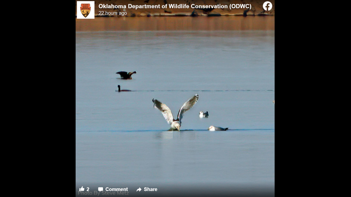 A Slaty-backed gull visiting a lake in Oklahoma.