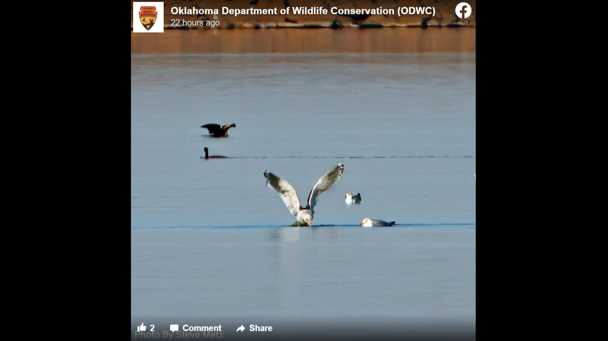 A Slaty-backed gull visiting a lake in Oklahoma.