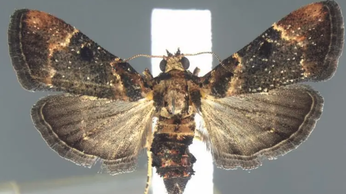 A species of moths that has not been encountered since 1912 was discovered in a traveler’s luggage at Detroit Metropolitan Airport, U.S. Customs officials say