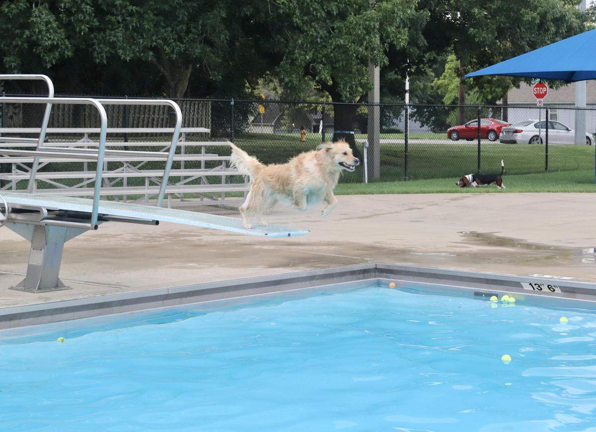 August and September means it’s time for the dogs of Johnson County to dive into some fun in area public pools.