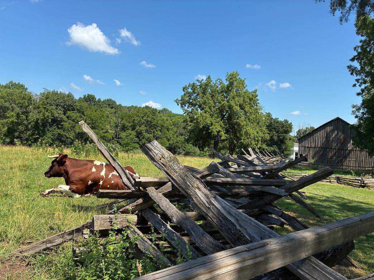 Missouri Town has two oxen on site.