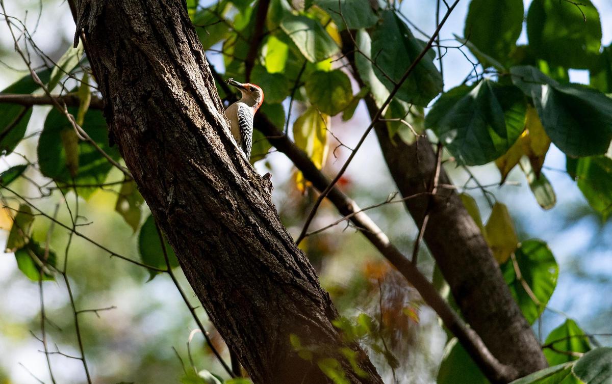 A red-bellied woodpecker holds freshly discovered food in its beak along the West Ridge Trail at Weston Bend State Park.