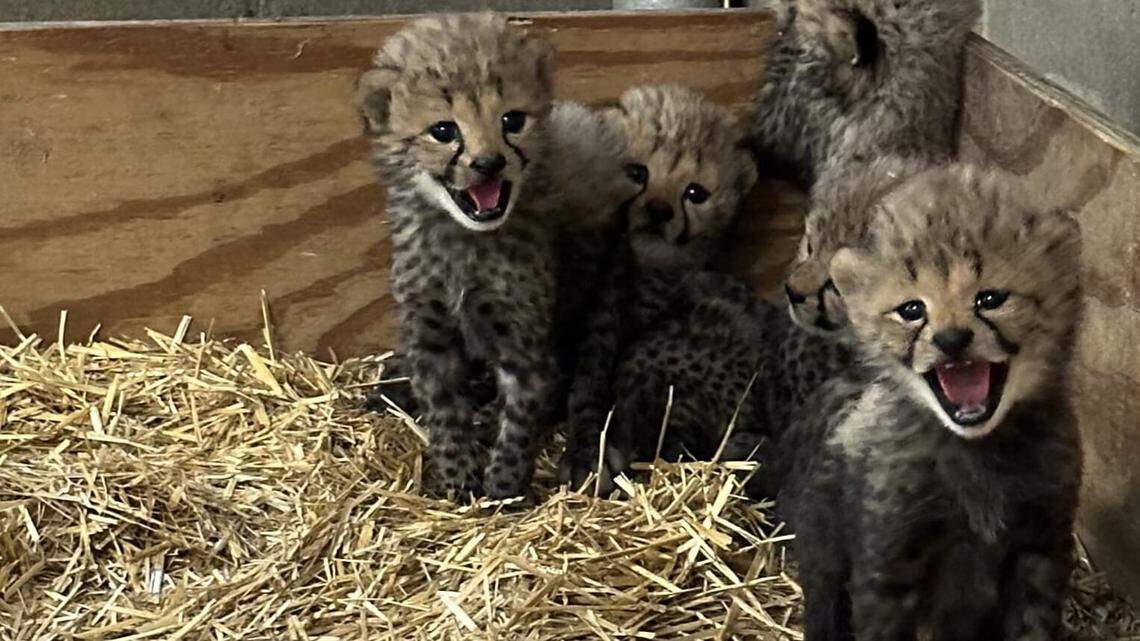 Five cheetah cubs were born to a first-time mom at the St. Louis Zoo, Missouri officials said.