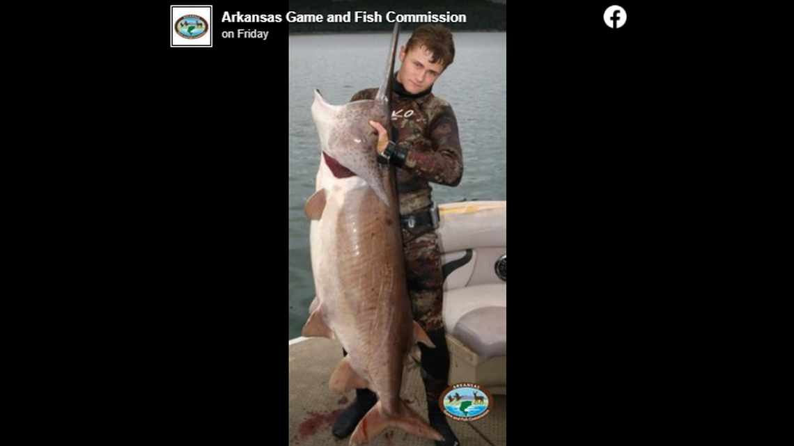 Chris Cantrell of Berryville, Arkansas, caught this paddlefish on Sept. 10 in Beaver Lake and state officials say it may set a world record.