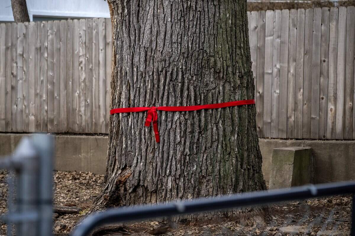 A red ribbon is tied around a 250-year-old bur oak tree in the Northeast neighborhood on Tuesday, Jan. 13, 2026, in Kansas City.