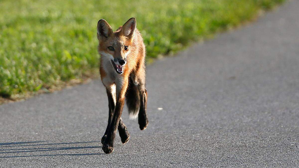 Red foxes, like the one seen in this file photo, have long snouts and red fur. Their stomachs, throats and chins are typically gray and white.