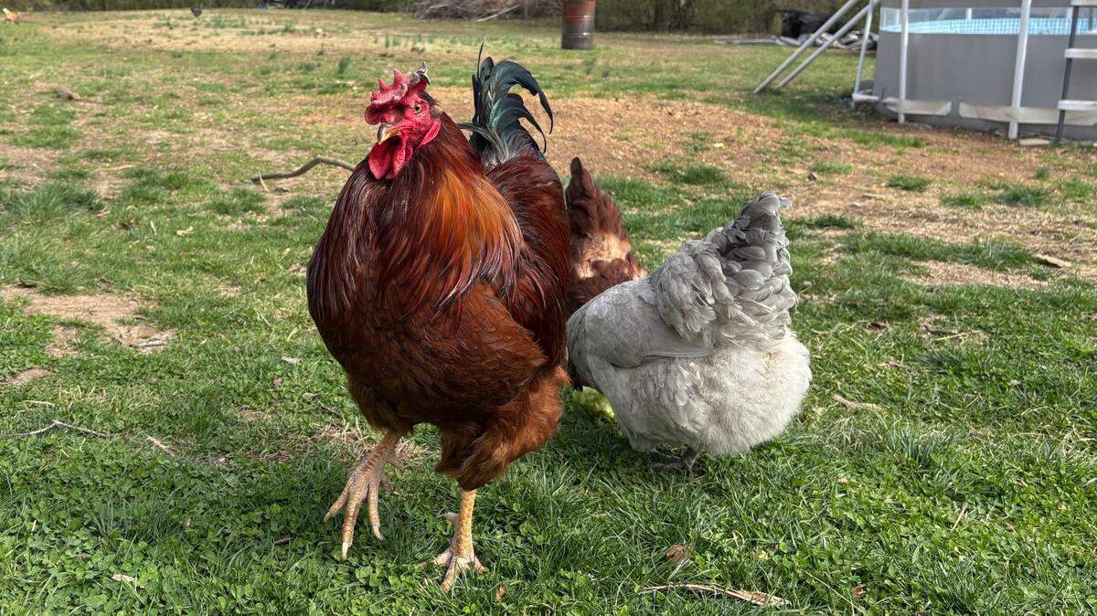 Natalie Martinez’s chickens roam in her south Kansas City yard. Dogs allegedly owned by John Thibeaux Jr. killed one of Martinez’s birds before they fatally mauled Chris Culbertson in November. March 26, 2025.