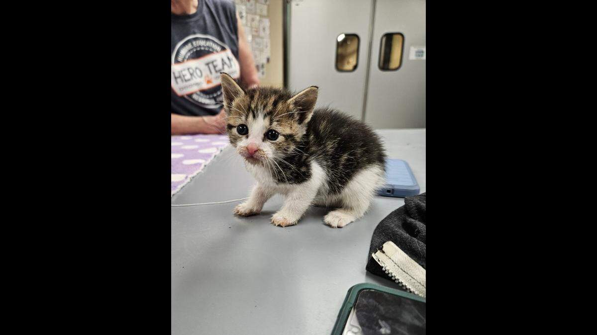 After someone threatened to throw away a litter of kittens, a community member bought them and delivered them to a Kansas City animal shelter. The kittens are now in a foster home receiving treatment.