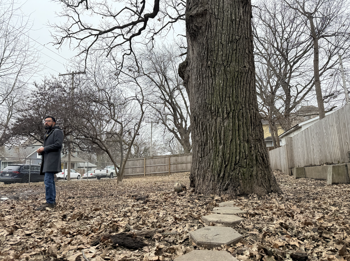 Crispin Rea, City Council member for the Fourth District At-Large, speaks under Frank the Liberty Tree, a tall oak believed to be about 250 years old that must be removed next year due to fungal root disease.