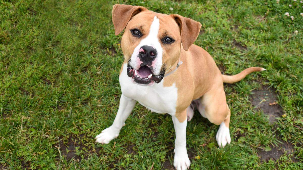Patrick the pit bull terrier would love a human or humans ready for adventure.