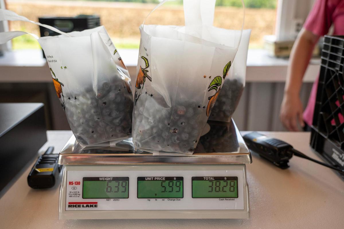Blueberries are weighed for purchase at Gieringer’s Family Farm, a U-pick Orchard & Berry Farm in Edgerton, Kansas, on Wednesday, June 18, 2025.