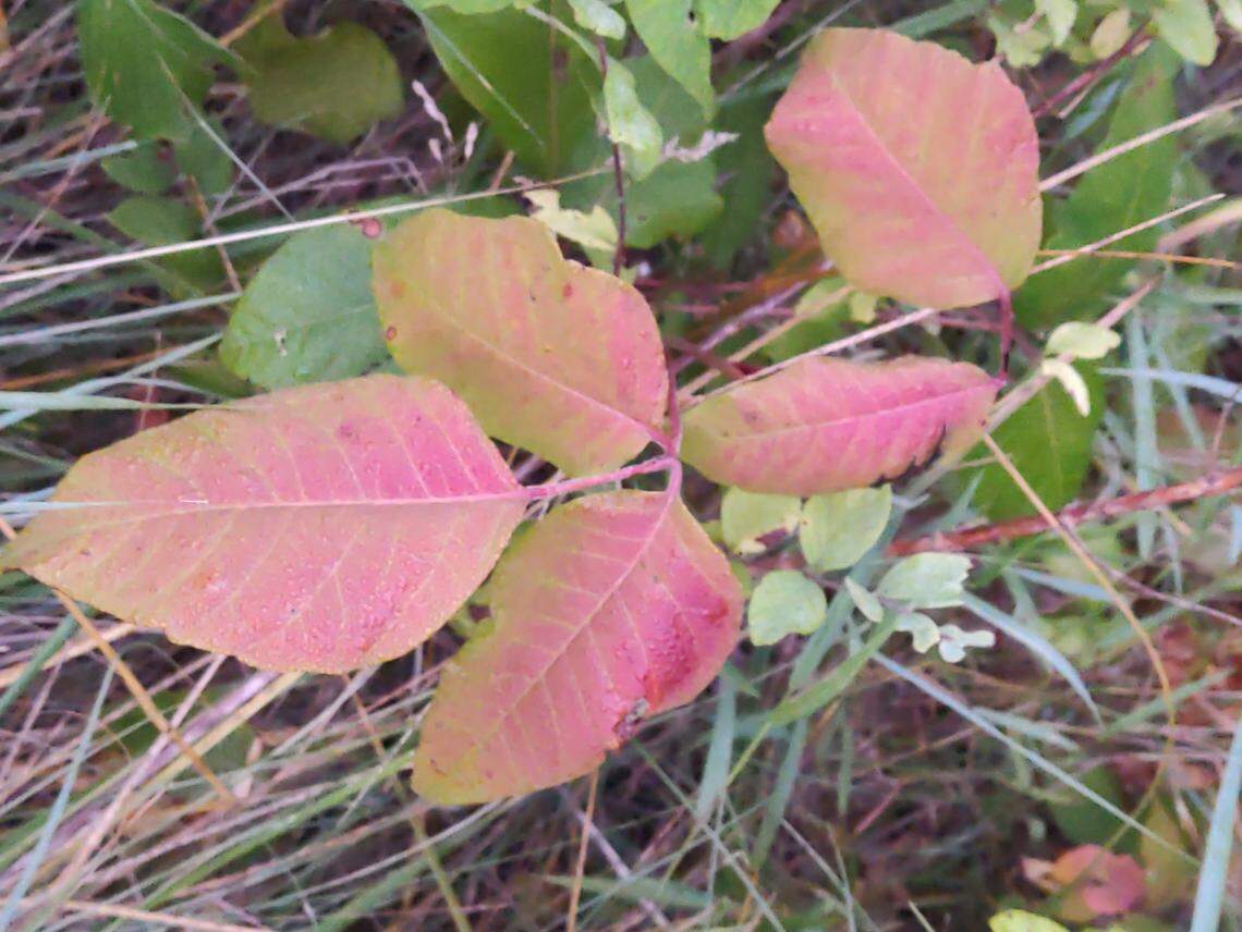 In the autumn, the leaves develop a beautiful scarlet color.