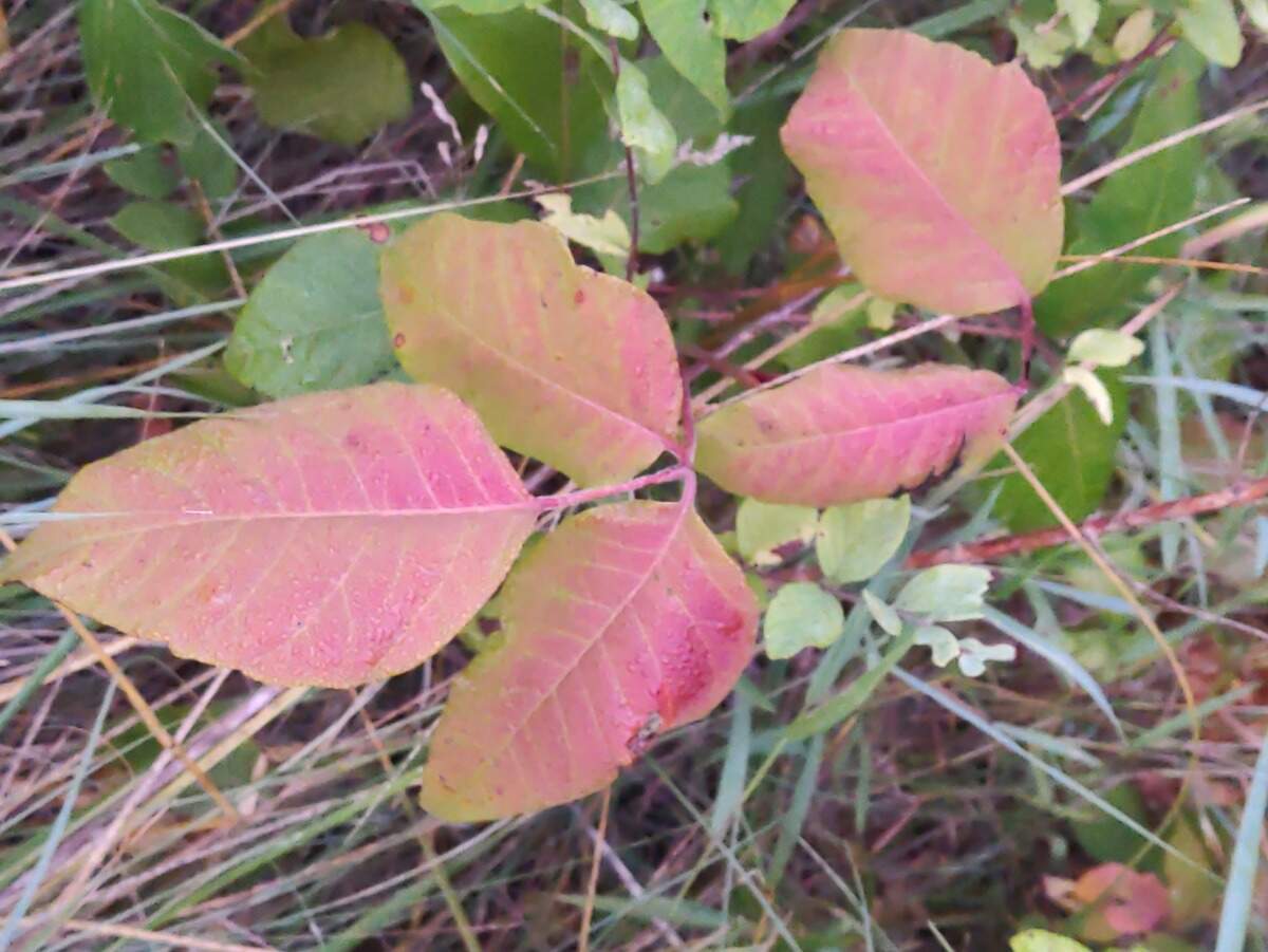 In the autumn, the leaves develop a beautiful scarlet color.