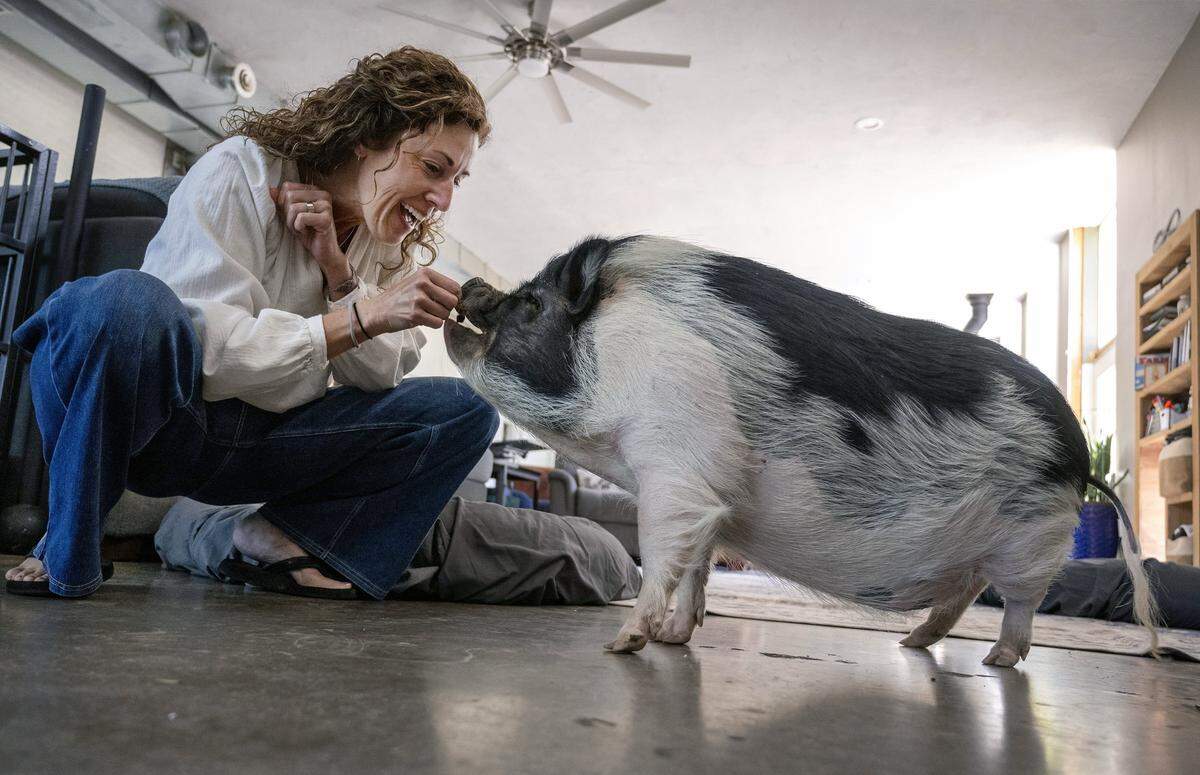 Emily McLeod gives a treat to Polly, one of her six pet pigs that lives with her and her husband, Dave Jennings, at their home on Saturday, April 18, 2026, in Kansas City, Kansas.
