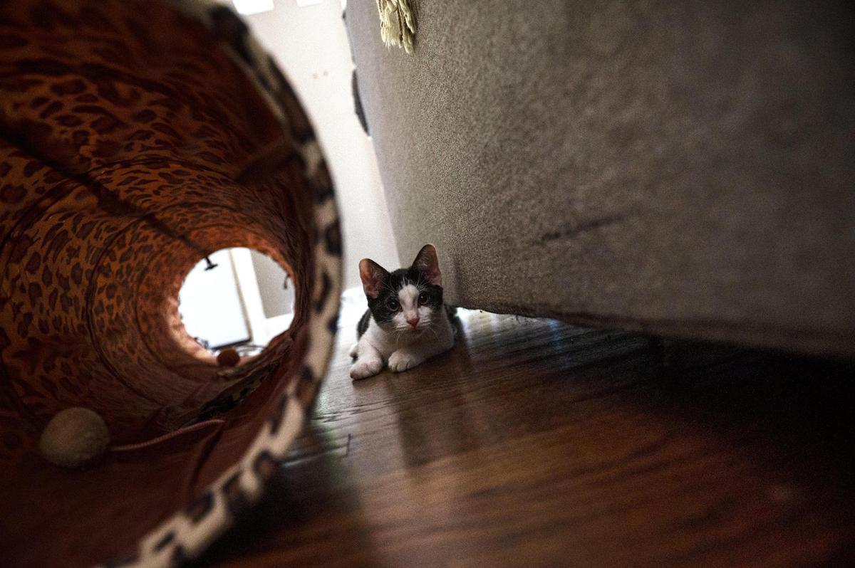 Charlie Bucket, a new addition to Willy Wonky’s home, plays near his cat tunnel. He often shows up on Willy’s TikTok, where their owner highlights his neurological condition.