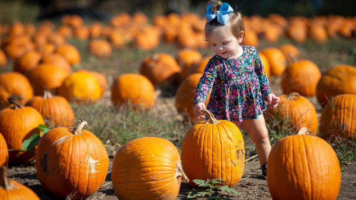In 2021, 1-year-old Collins Walker of Overland Park checked out the pumpkins on a visit to KC Pumpkin Patch, 13875 S. Gardner Road in Olathe.