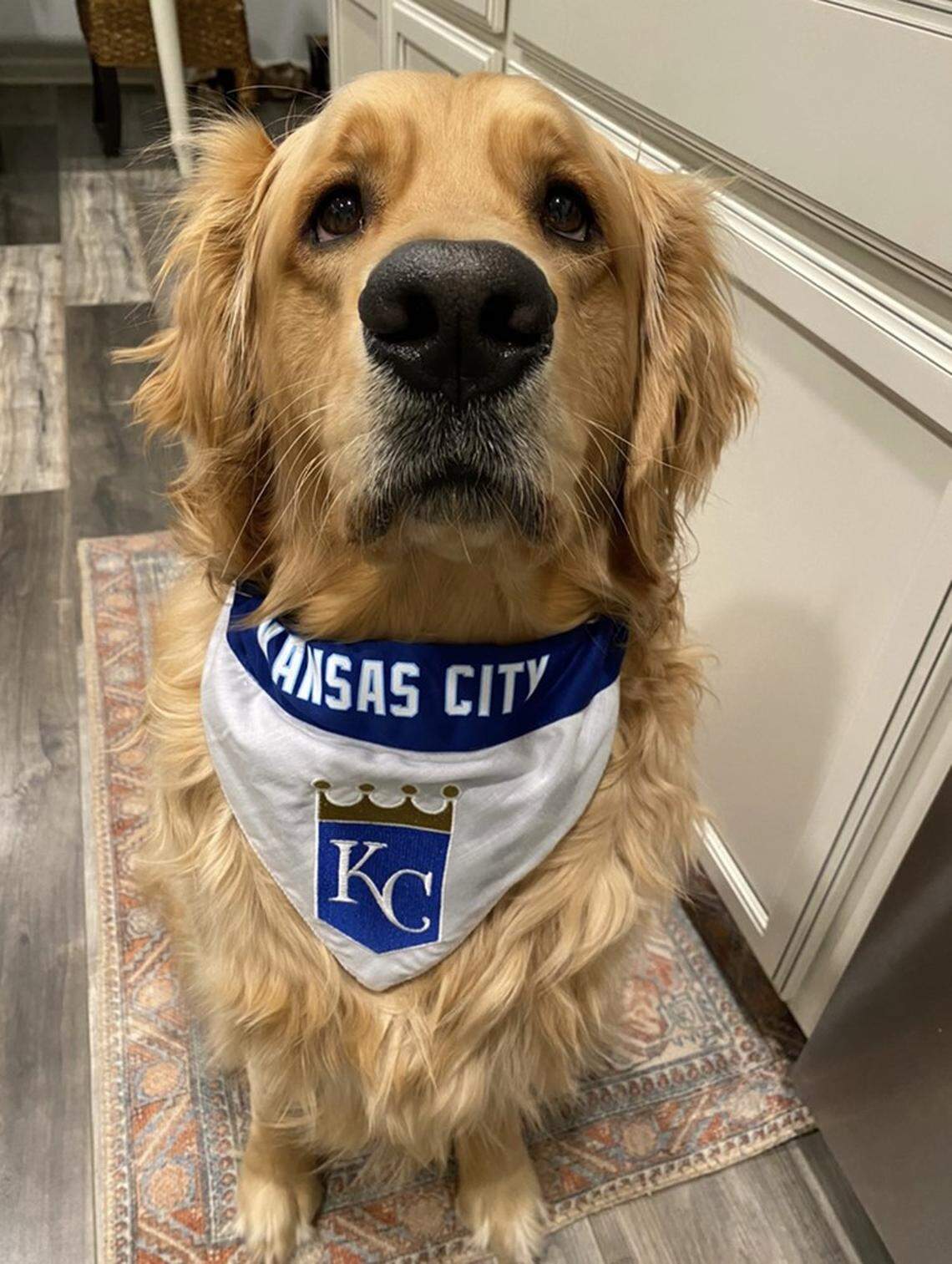 Jax the Golden Retriever