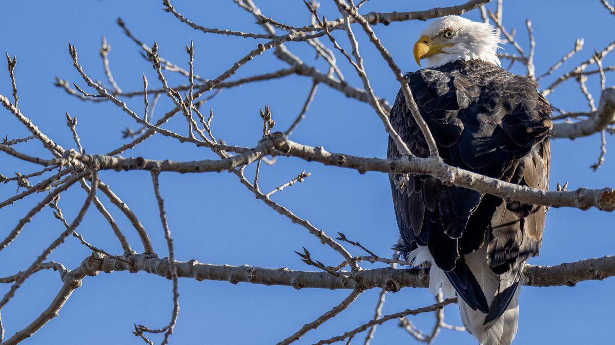 A mature bald eagle is perched in a tree on Friday, Dec. 19, 2025, at Loess Bluffs National Wildlife Refuge in Forest City, in northwest Missouri.