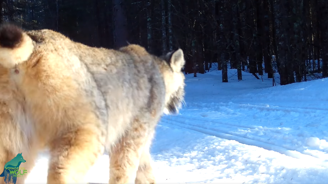 A lynx walks past a camera in northern Minnesota.