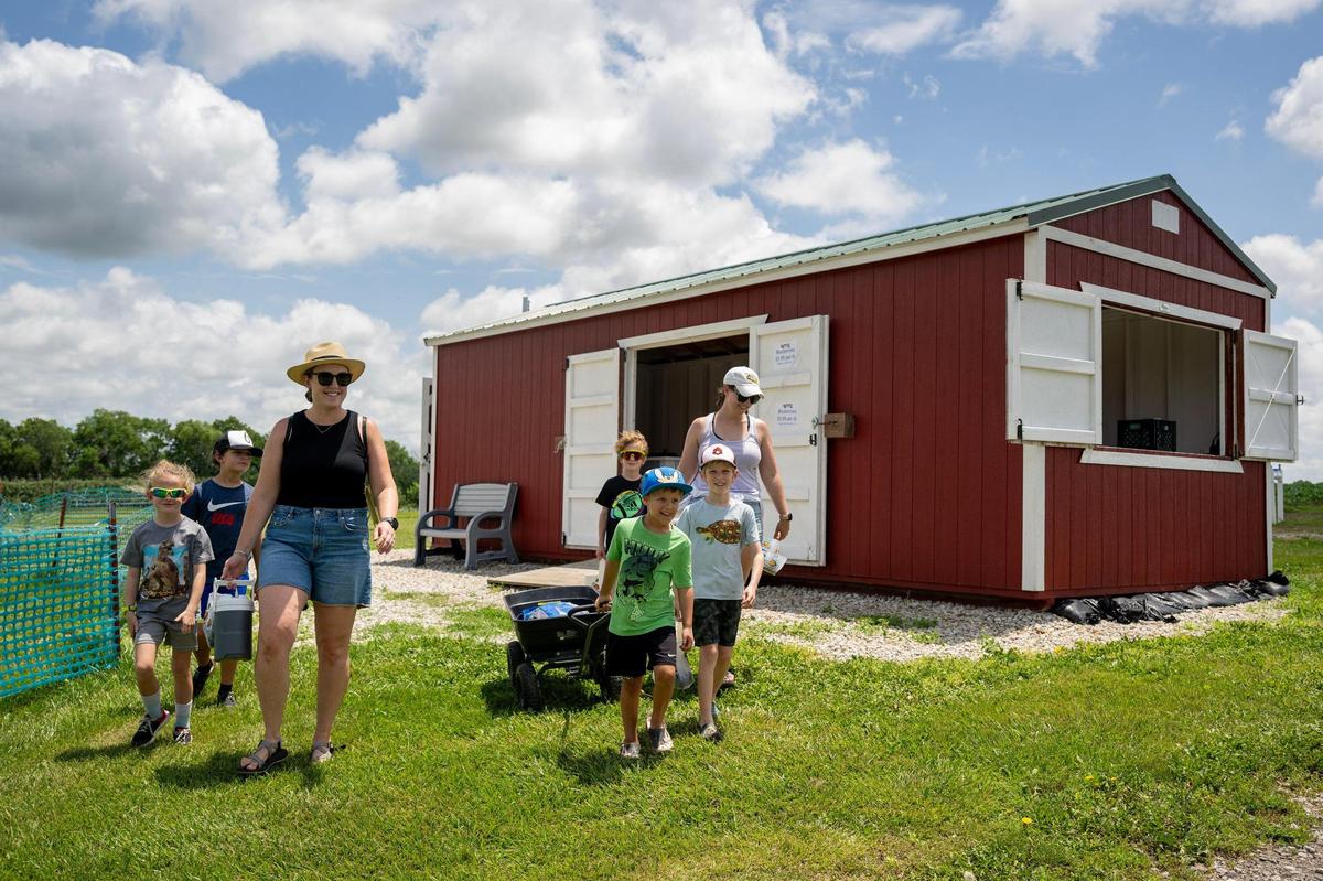 After picking blueberries, Lisa Lombardo, left, and her sister, Mary Sofferin, both of Olathe, and their children headed to a children’s play area at Gieringer’s Family Farm, on Wednesday, June 18, 2025, in Edgerton, Kansas,