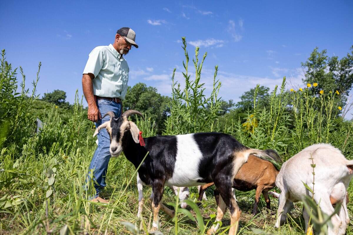 Kyle Alvis, owner and oporator of Goats Gone Green feeds the goats kernals of corn at Heritage Riverfront Trail on Tuesday, June 9, 2026. Goats Gone Green is a service where goats are used as environment friendly “mowers” to clear roughly two acres of overgrown land in the coming weeks.