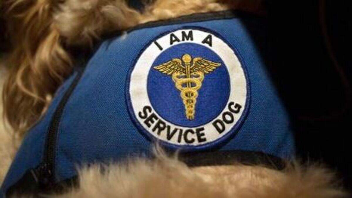 A bill passed the Missouri House that calls for criminalizing falsely passing off a pet as a service dog.