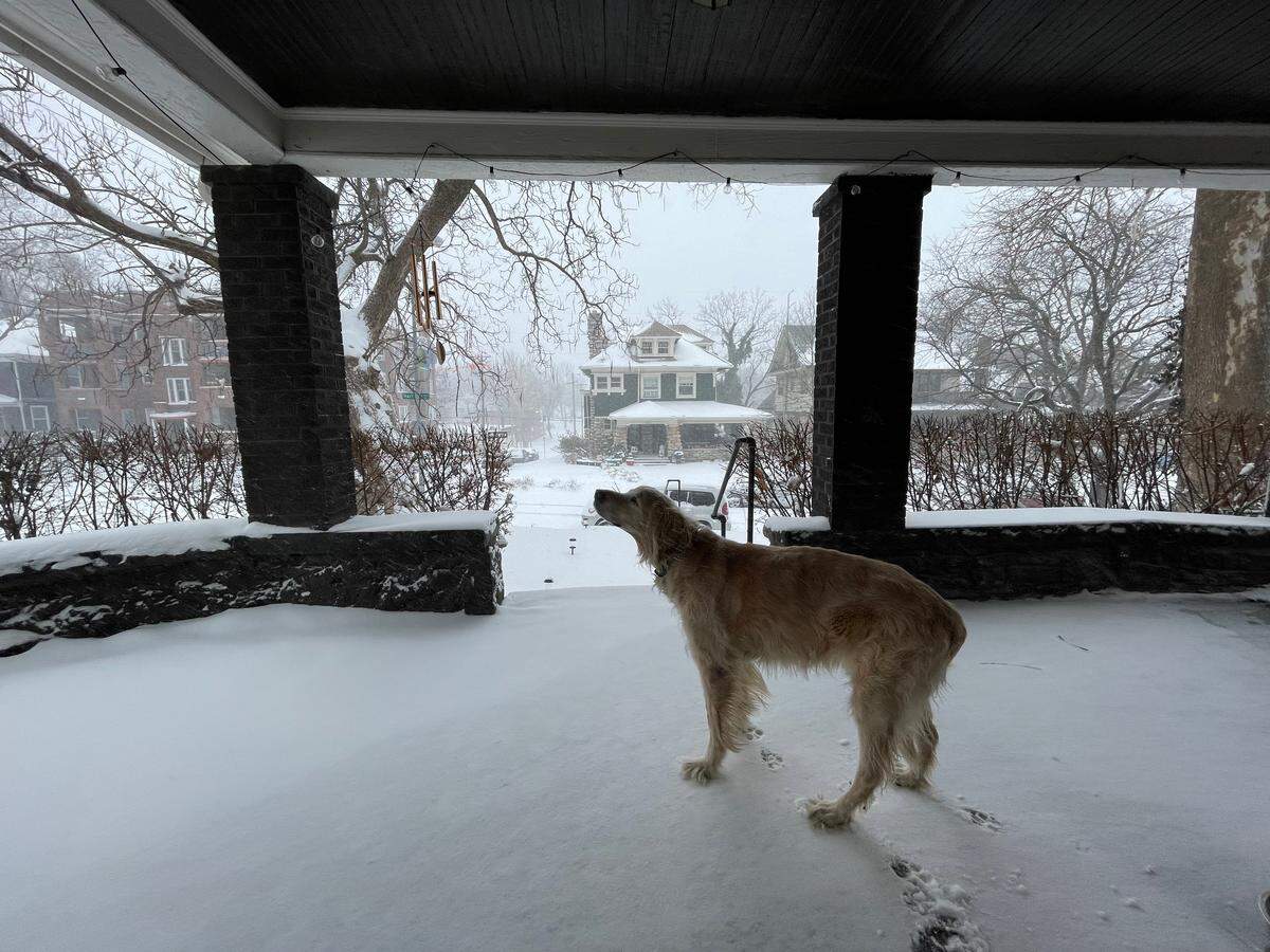 “My dog Effie smelling the air as snow flutters in her face. Snow days are her favorite ones of the year!” -Colby Kirk in Midtown