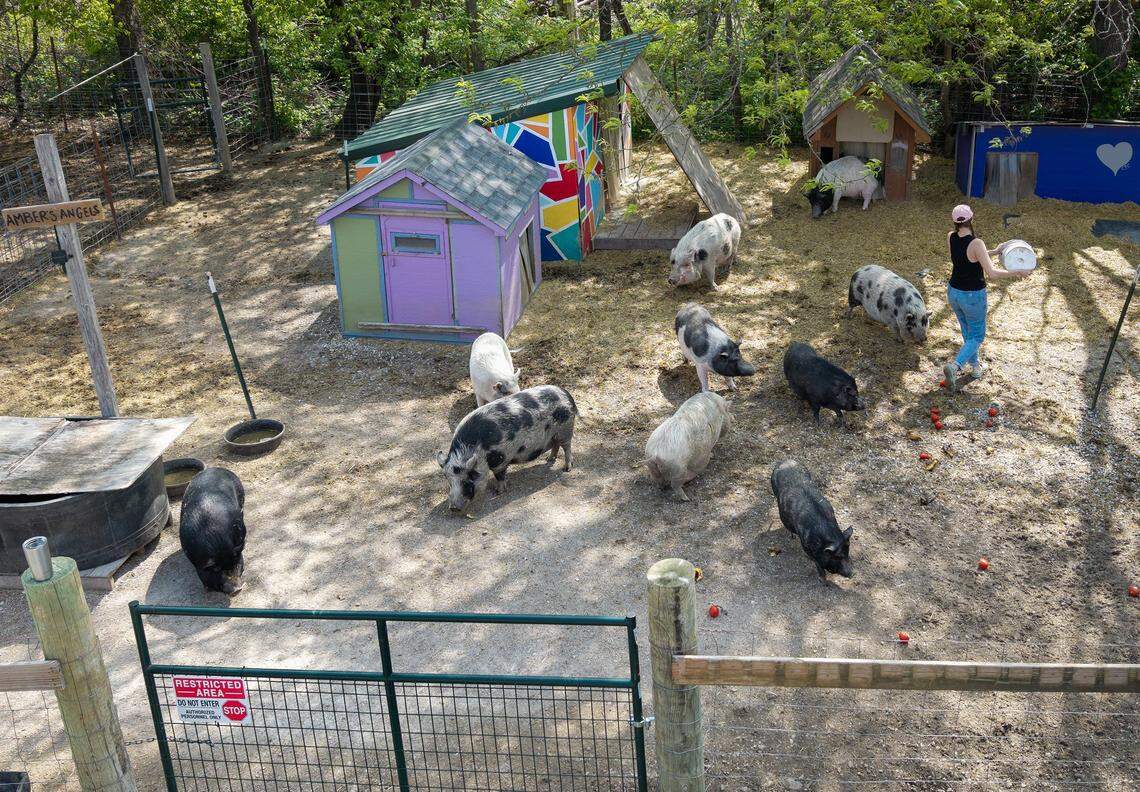 Kayli Houk, the president of the KC Pig Rescue Network, who co-founded the group with vice president Jade George, recently feed some of the pigs at Willeyville Farm on Thursday, April 17, 2026. The farm is owned by the network's secretary and treasurer, Angela Jones-Willey, in Cass County's Cleveland, Missouri.
