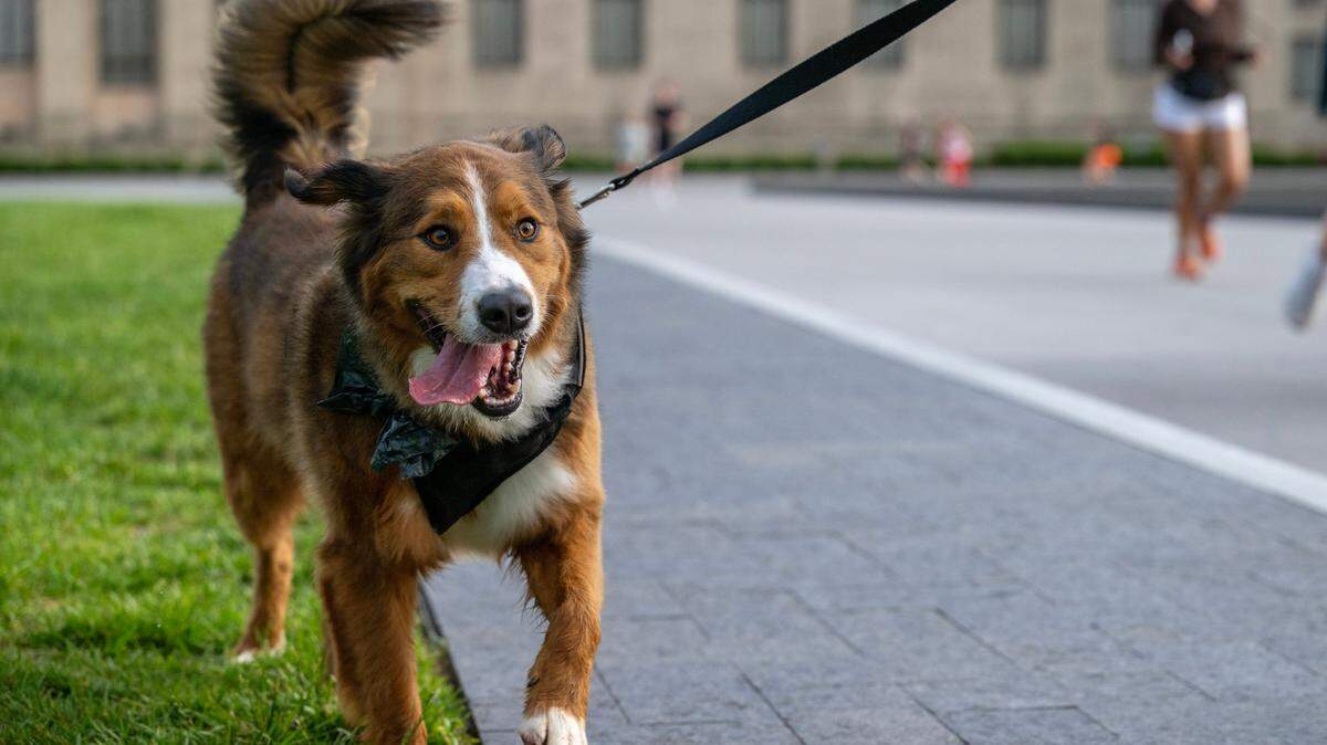 A dog runs with its owner as they pass the Nelson-Atkins Museum with the Kansas Run Club on the Country Club Plaza in May.