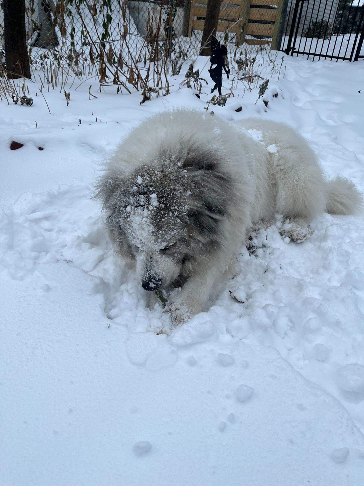 At least one Kansas Citian is enjoying the snow. Violet the dog dug up a treat she had buried in the yard during the snowstorm on Sunday, Jan. 5.