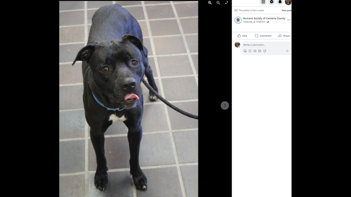 Apollo is about to mark 200 days at a Pennsylvania shelter. He’s a ‘high energy’ dog that loves to play, the shelter said.