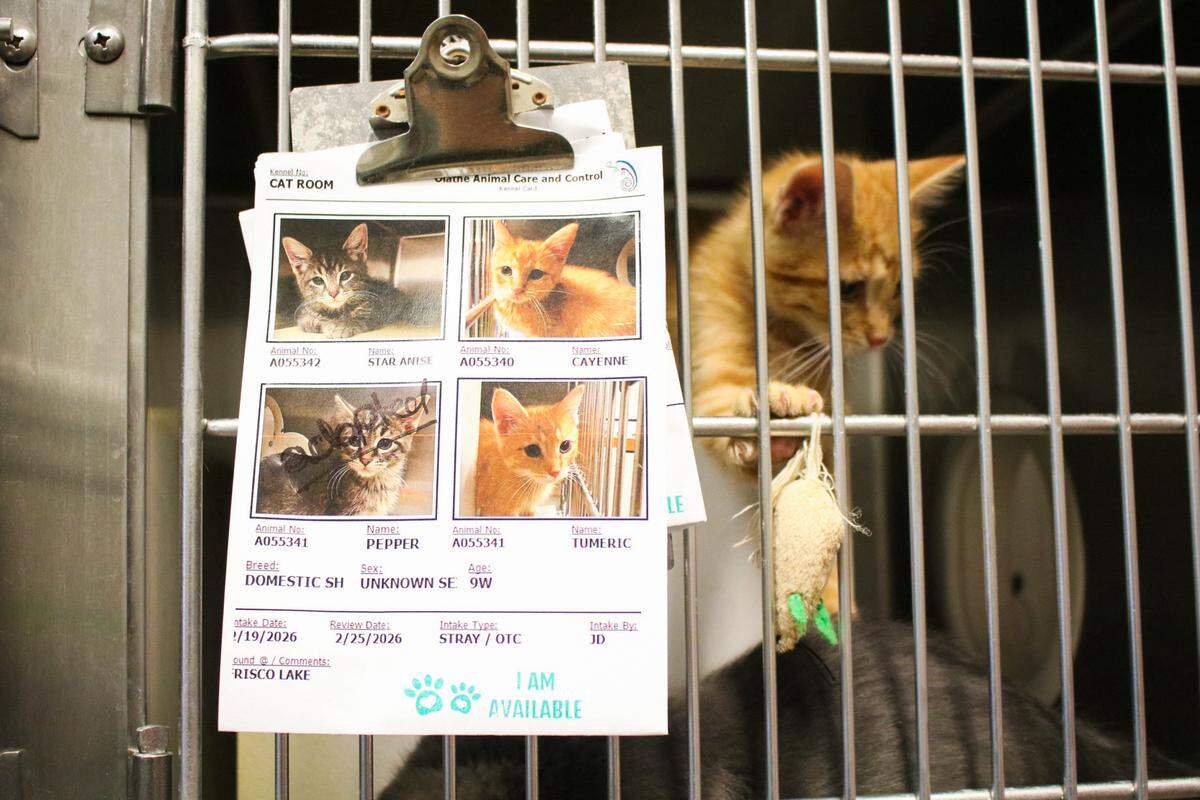 Three kittens named Pepper, Tumeric, Cayenne and Star Anise play in a kennel on March 13, 2026 at the Olathe Animal Shelter. Construction begins on a new shelter this summer.