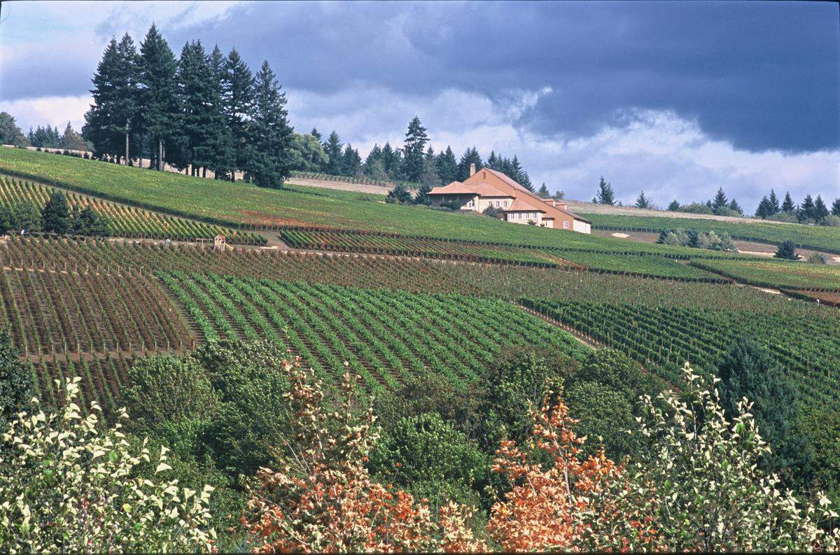 Domaine Drouhin is located in Oregon’s Dundee Hills.